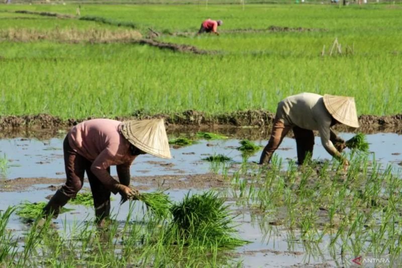 Cegah Krisis, Akademisi UGM Ingatkan Perlunya Regenerasi Petani