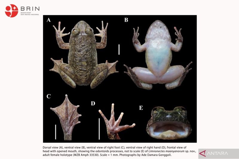 BRIN Temukan Dua Spesies Katak Baru di Pegunungan Meratus Kalimatan