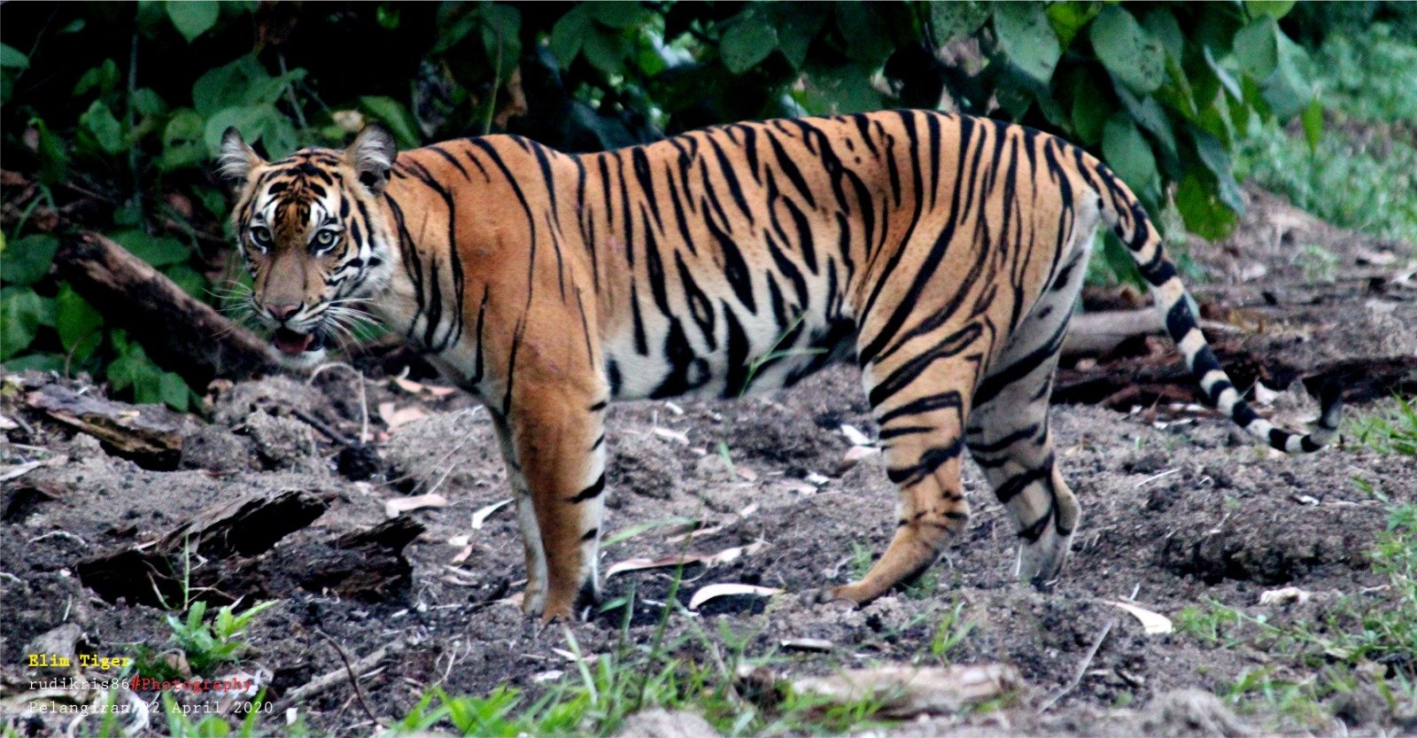 Menjaga Harmoni Hutan: Pelestarian Harimau Sumatra Lewat Kearifan Lokal